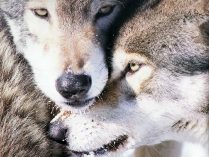 Imágenes de lobos grises