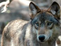 Información sobre el oído de los lobos