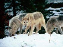 Jerarquía absoluta en los lobos