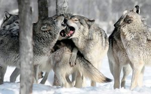 Lenguaje corporal de los lobos