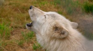 Lenguaje de los lobos