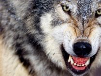 Lobo agresivo mostrando los colmillos