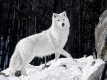 Lobo blanco en la nieve