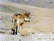 Lobo chino salvaje