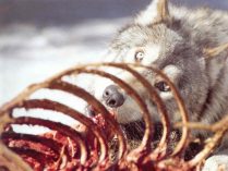 Lobo comiendo a una presa