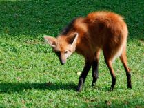 Lobo de los esteros