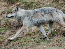 Lobo de Mongolia