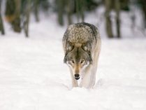 Lobo gris en la nieve