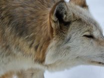 Lobo gris olfateando