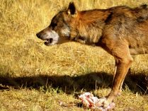 Lobo ibérico comiendo una presa