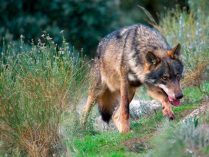 Lobo ibérico en estado salvaje