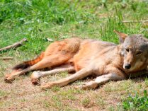 Lobo rojo jugando