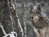 Lobo salvaje bajo la nieve