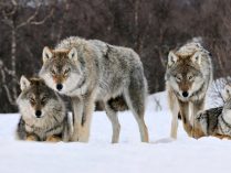 Lobos grises