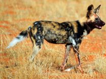 Lycaon pictus