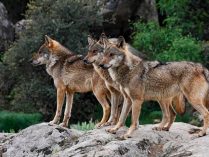 Manada de lobos ibéricos