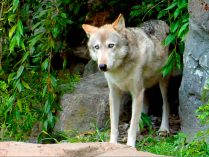 Marca de orina de los lobos