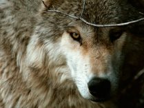 Ojos de los lobos