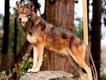 Pelaje del lobo rojo