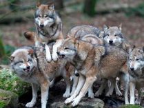 Pelaje en la lenguaje corporal de los lobos