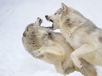 Pelea de lobos grises 
