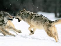 Peleas dentro de una manada de lobos