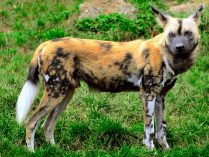 Perro salvaje africano