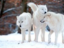 Señas de los jóvenes lobos