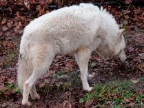 Signos olfativos de los lobos