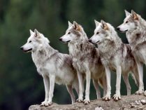 Vida social de los lobos
